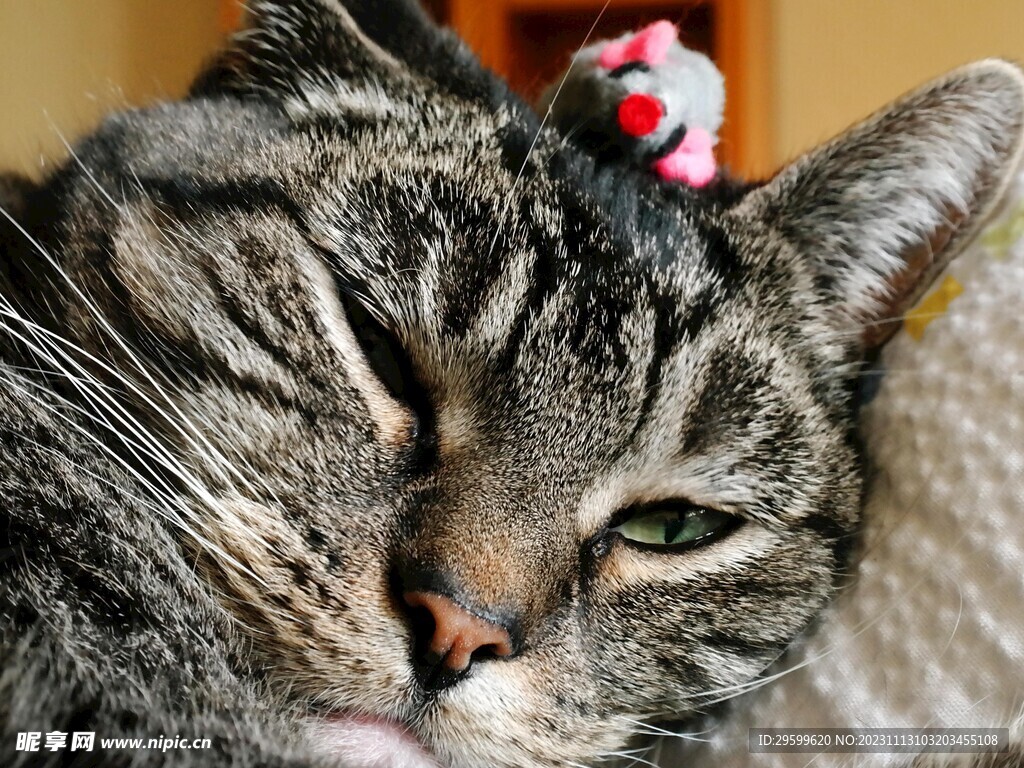 狸花猫  