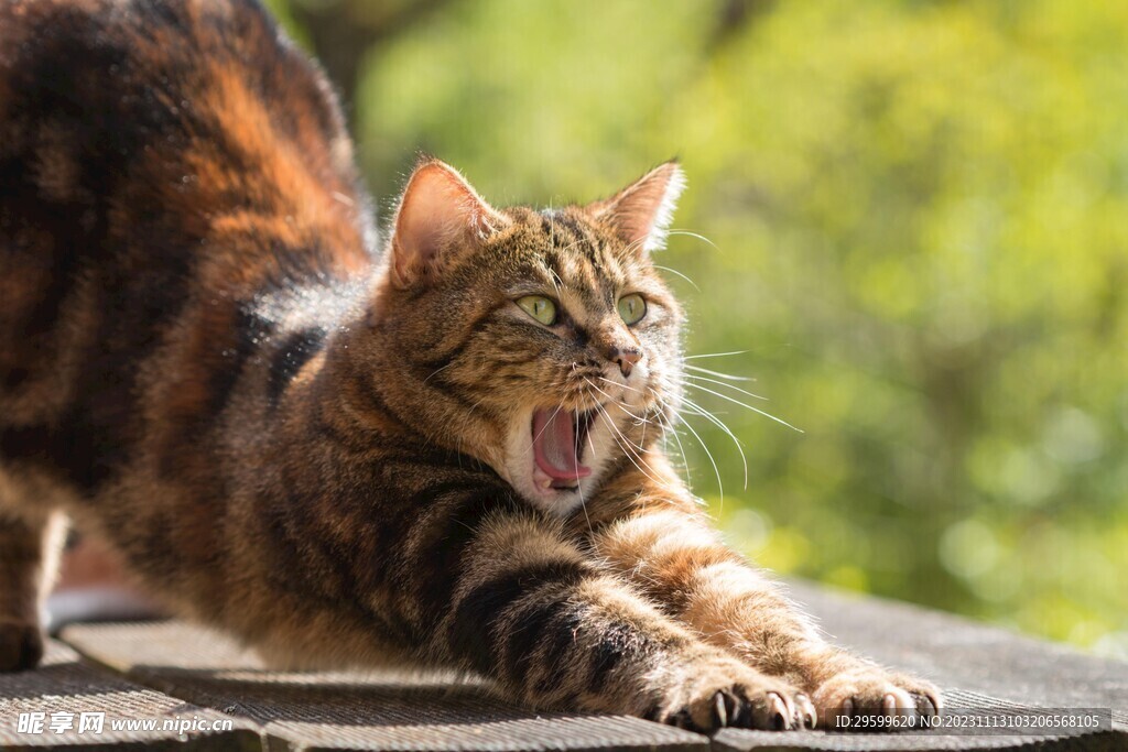 狸花猫 