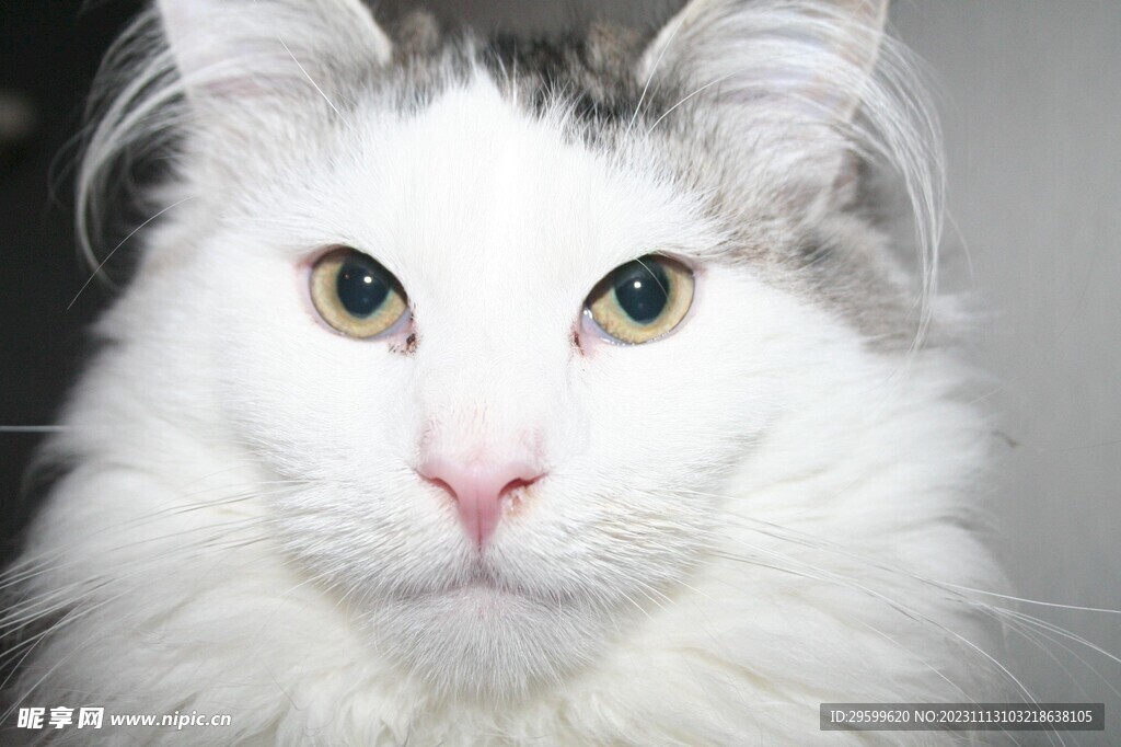 奶牛猫