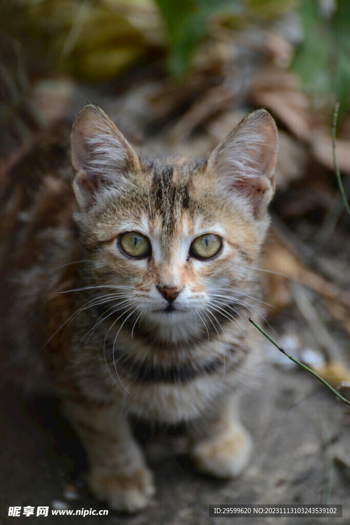 狸花猫 