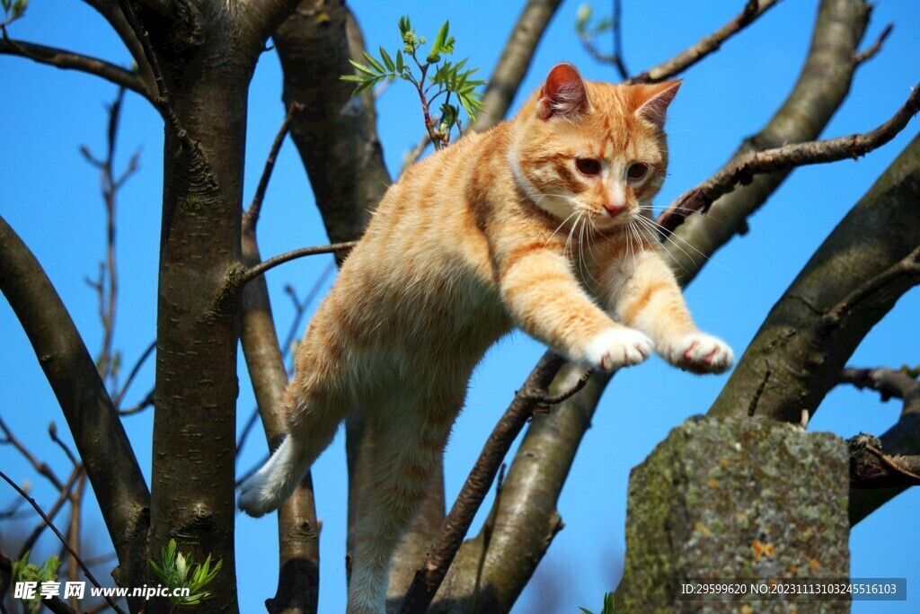  橘猫  