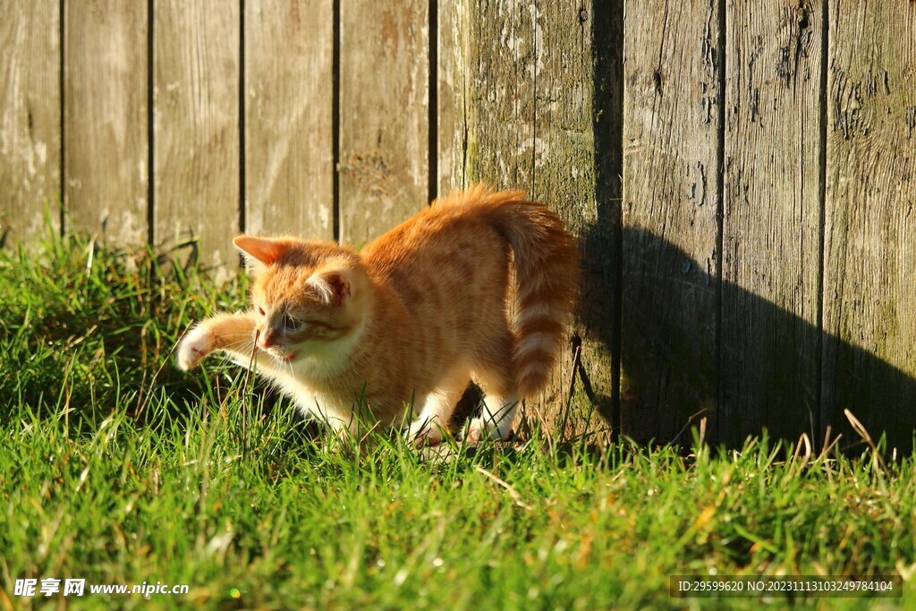 橘猫 