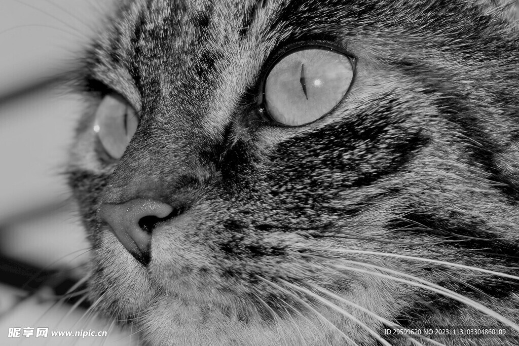 狸花猫  