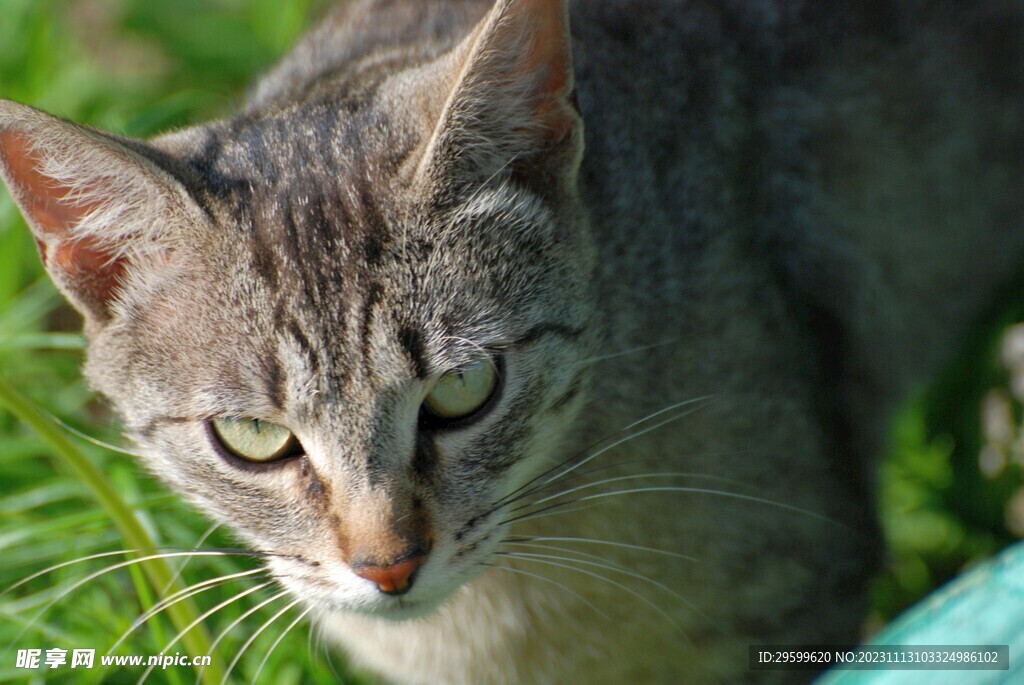 狸花猫 