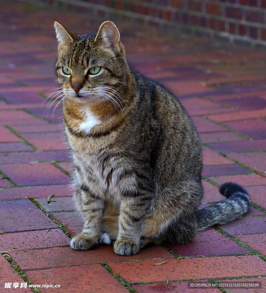 狸花猫  