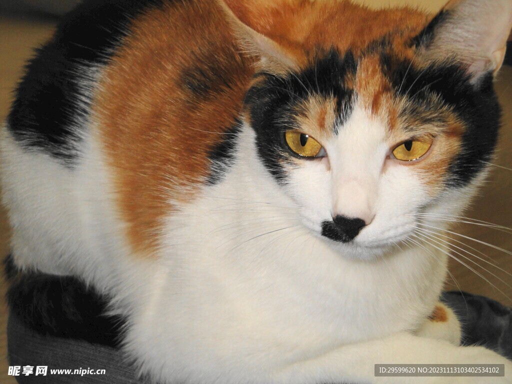  橘猫 