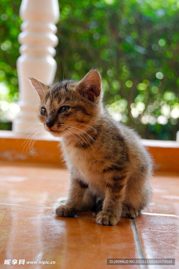   狸花猫  
