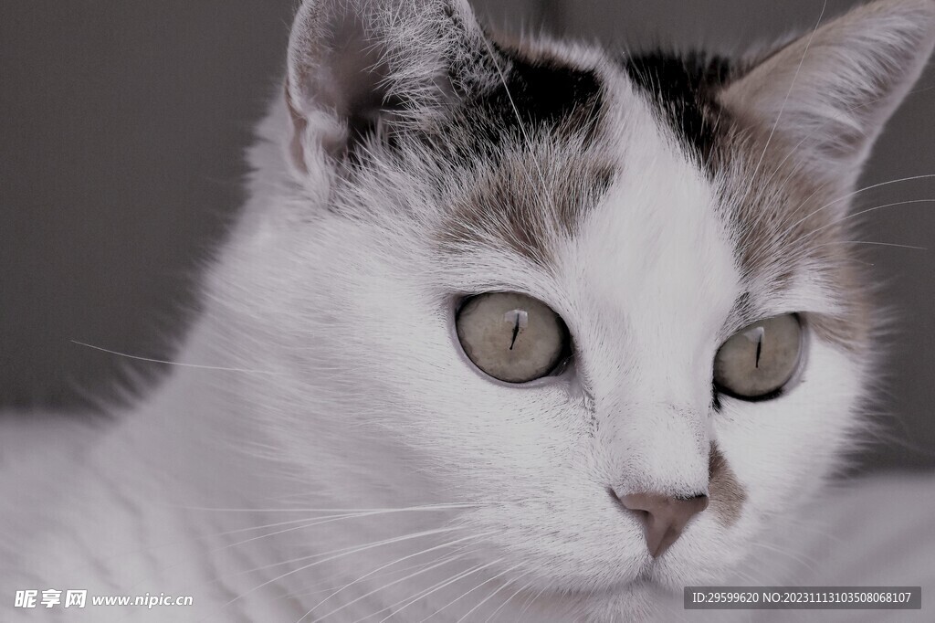 狸花猫 