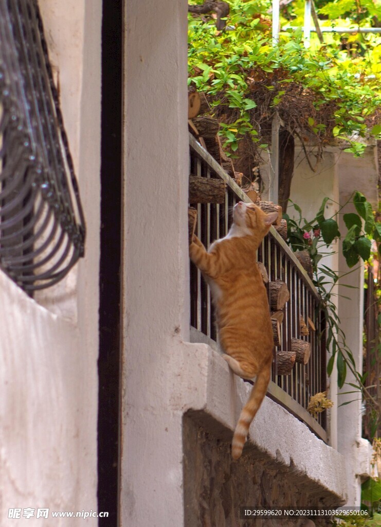  橘猫  
