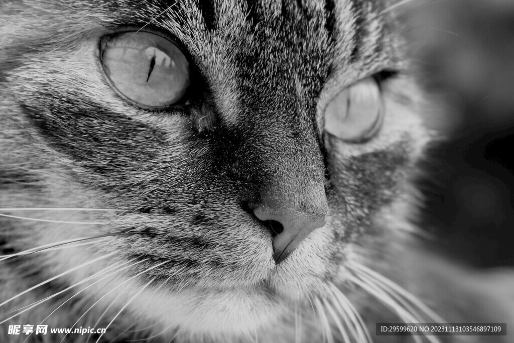 狸花猫 