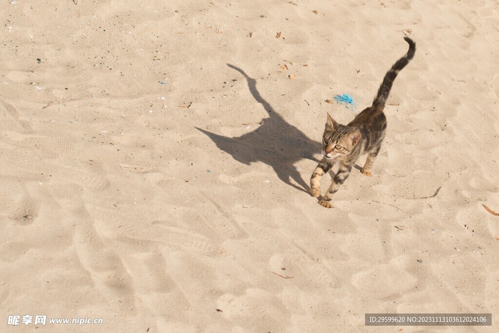 狸花猫 