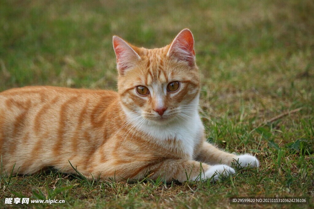  橘猫  
