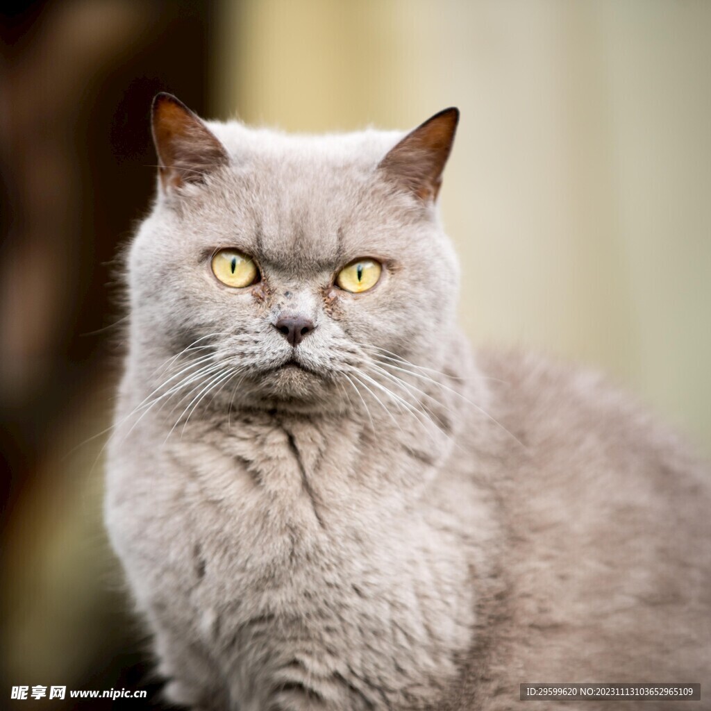 蓝猫