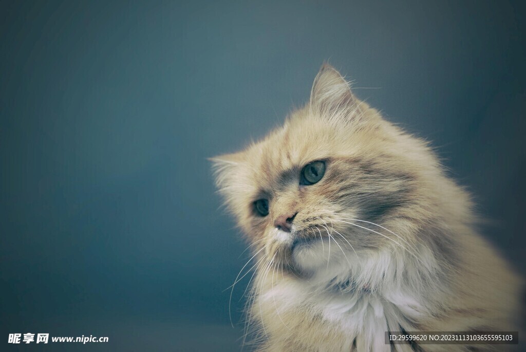  橘猫 