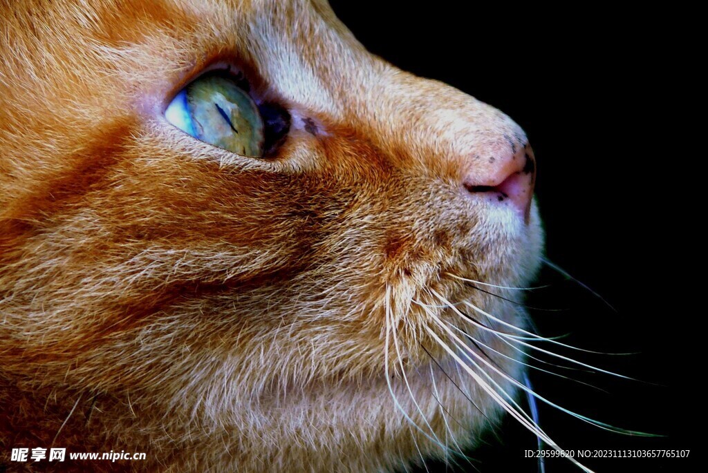 橘猫 