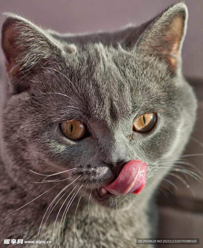 蓝猫 