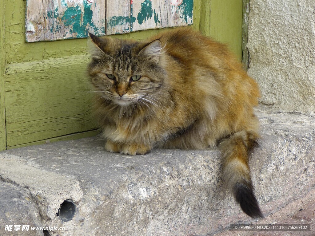 狸花猫 