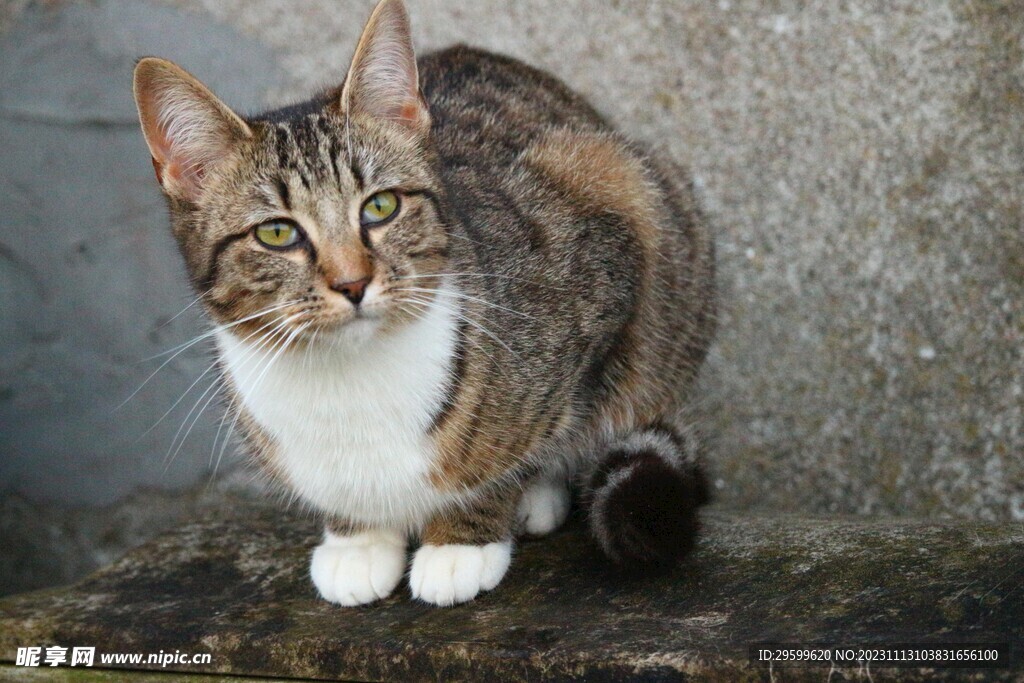 狸花猫 