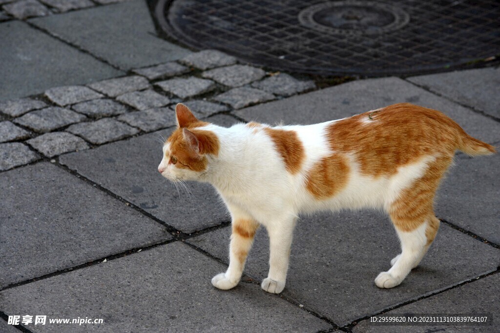 橘猫  