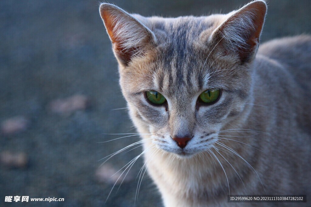 狸花猫 