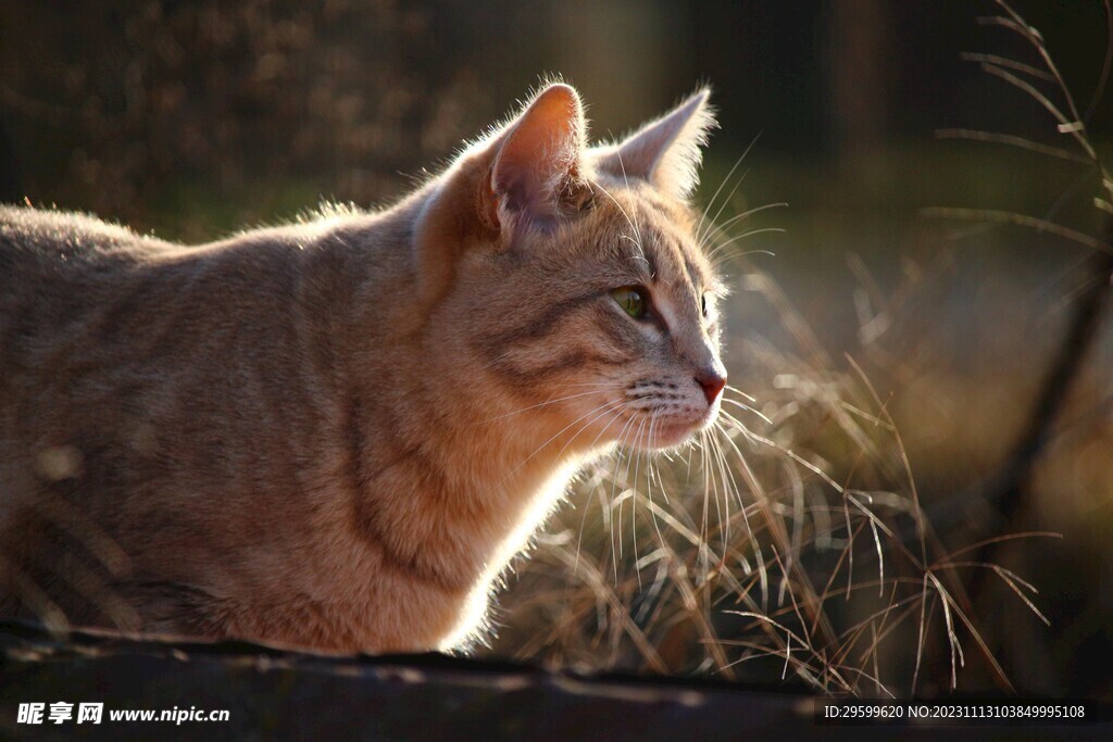 橘猫 