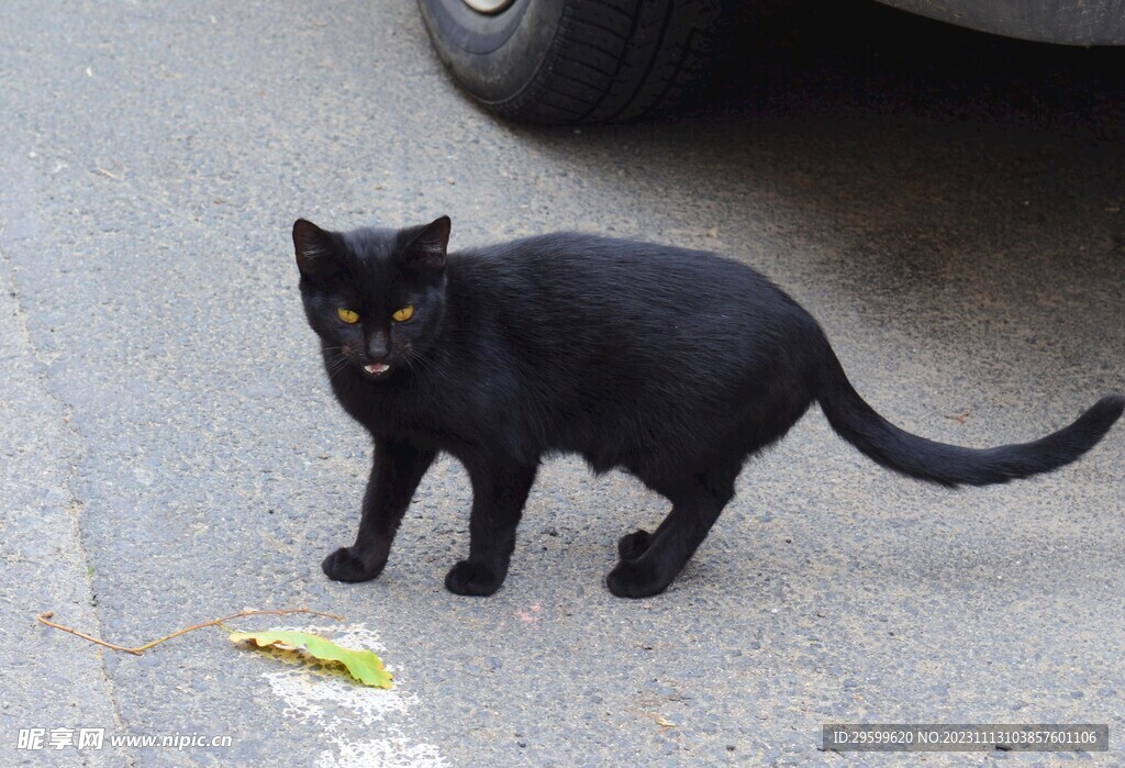 黑猫