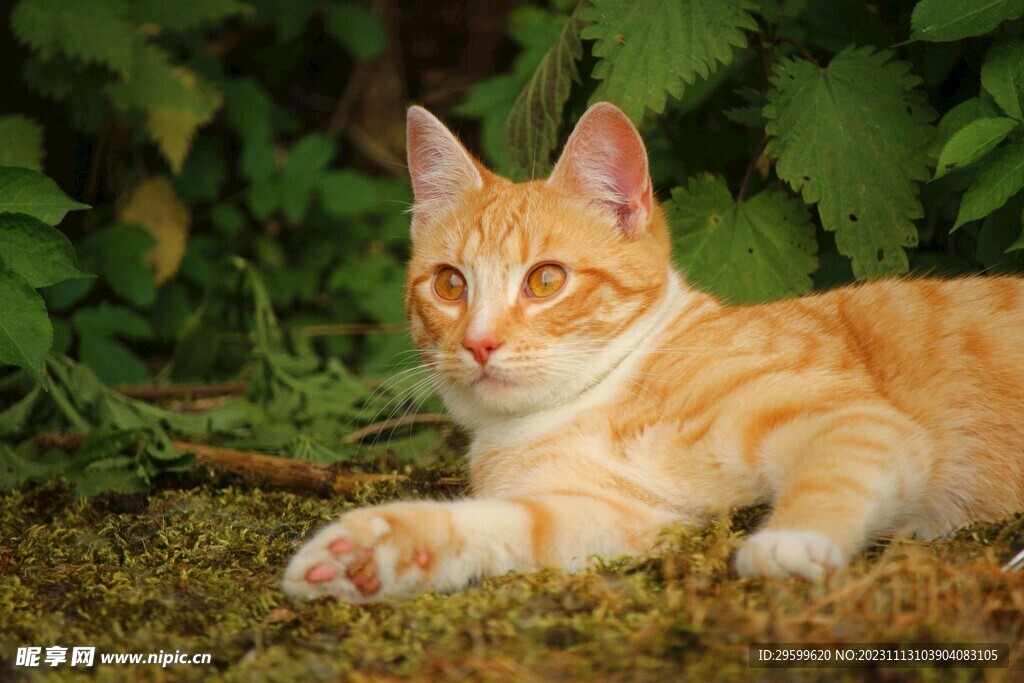橘猫  