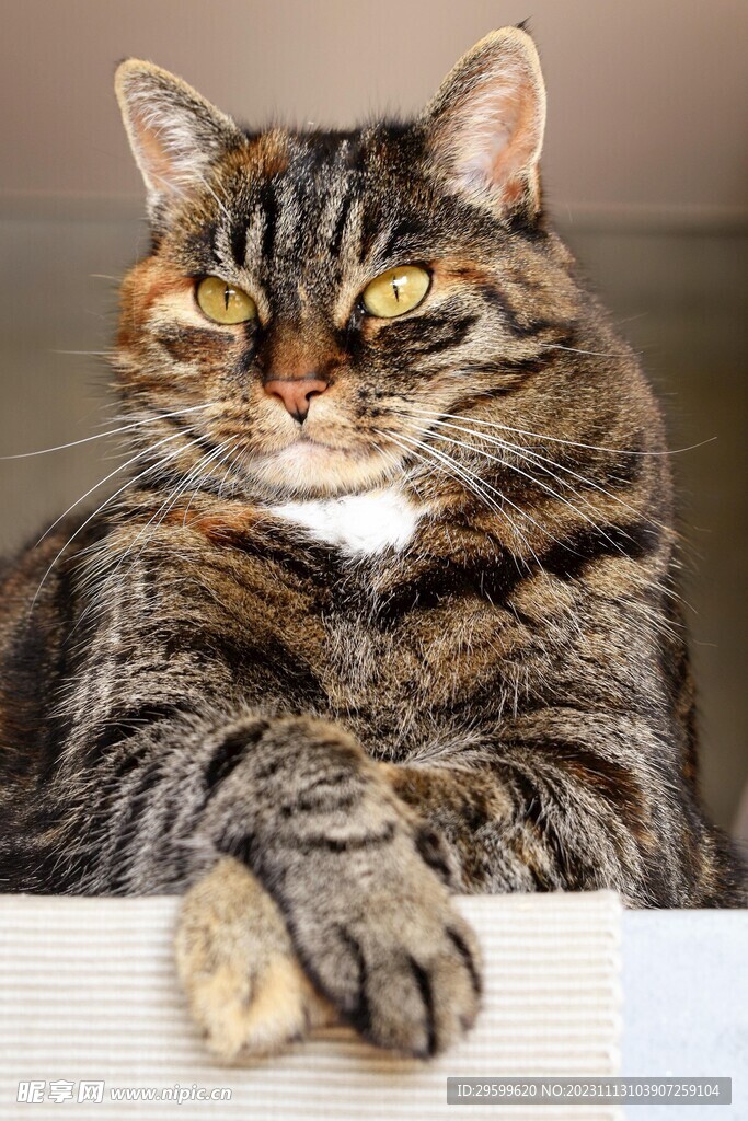 狸花猫 