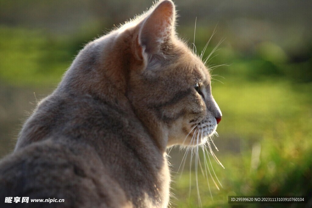 狸花猫 