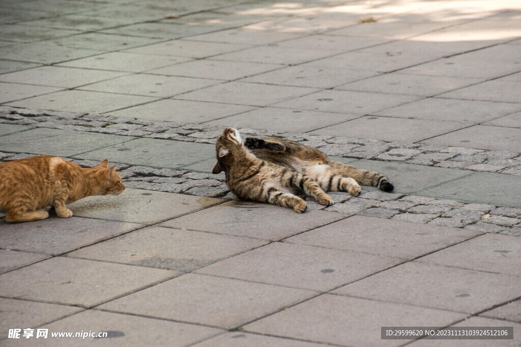 狸花猫 