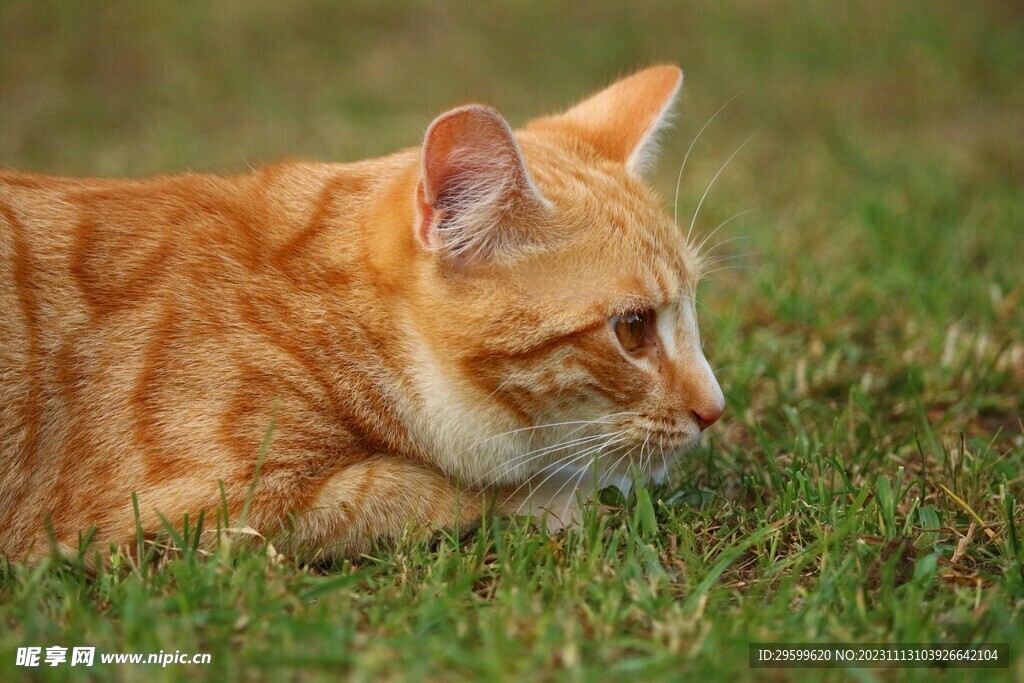 橘猫 