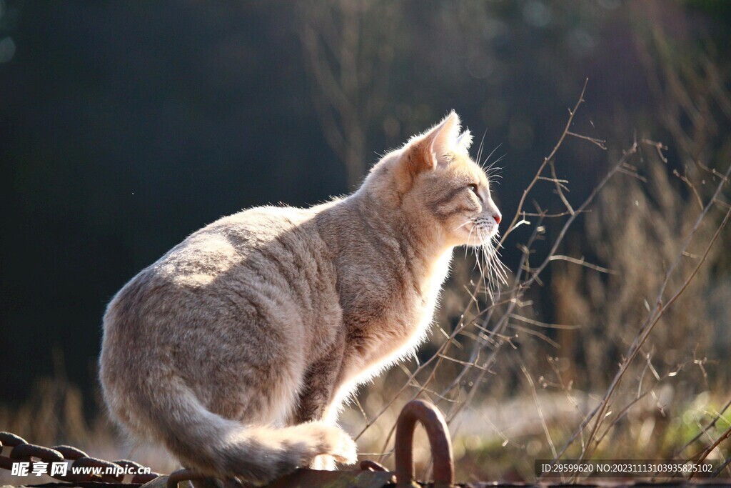 狸花猫 