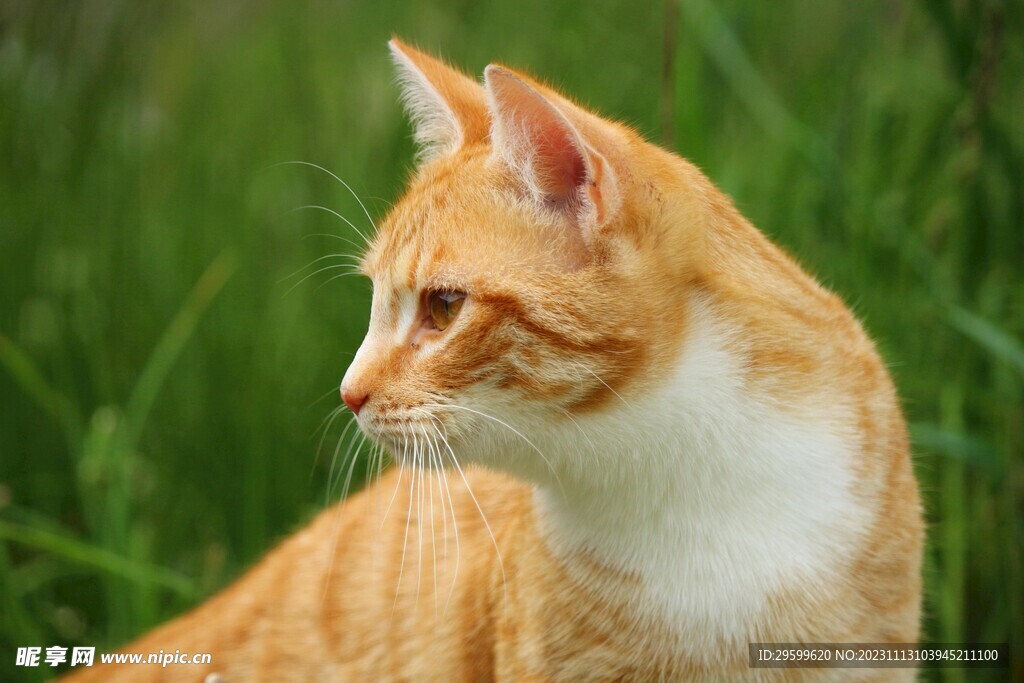 橘猫 