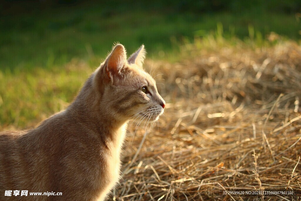 橘猫  