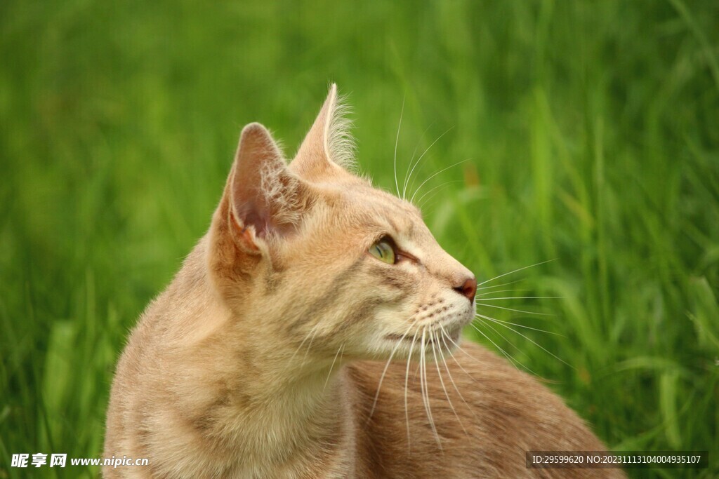 橘猫 