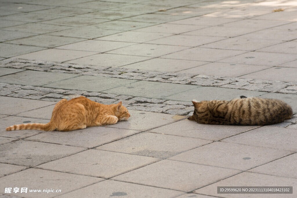 橘猫 
