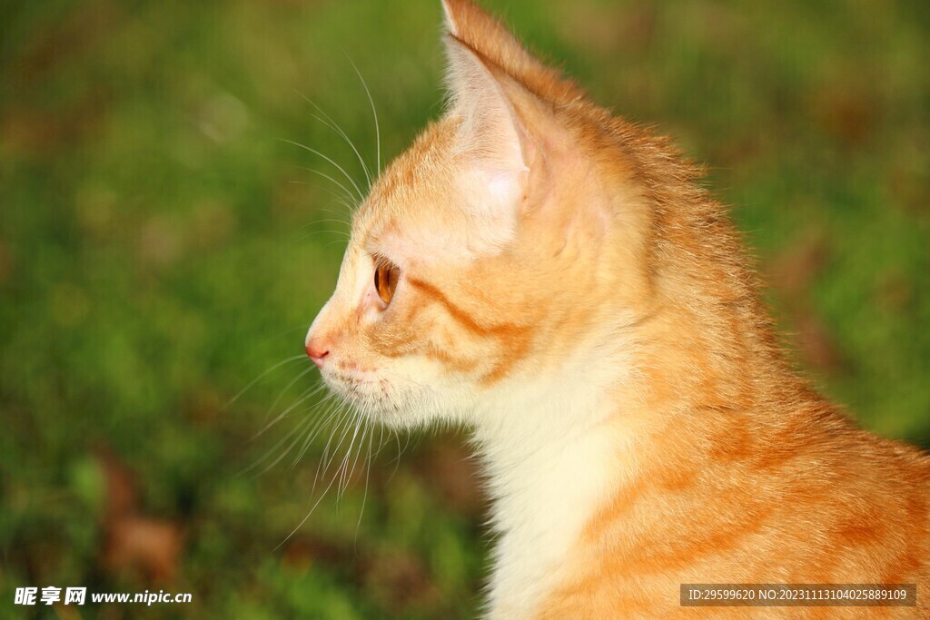 橘猫 