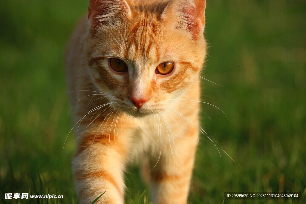 橘猫 