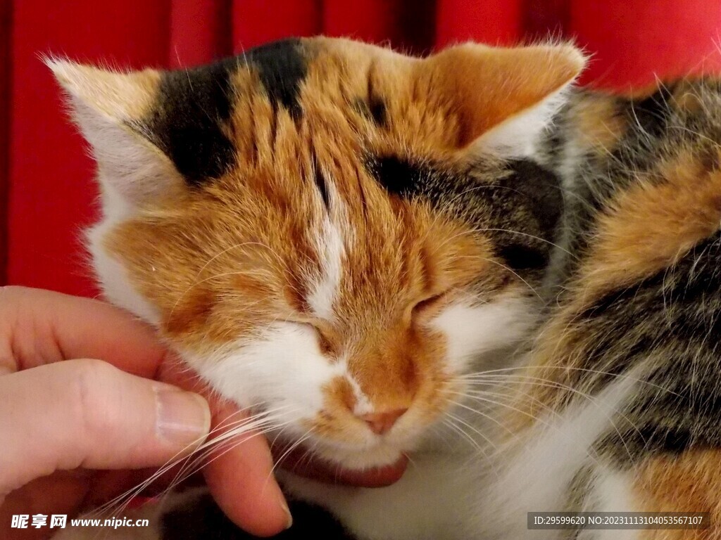 三花猫