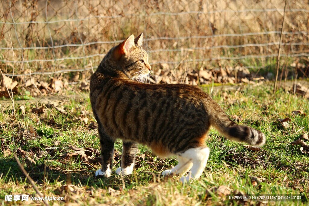 狸花猫 