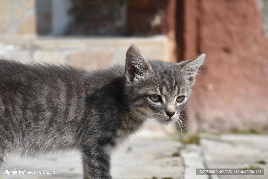 狸花猫 