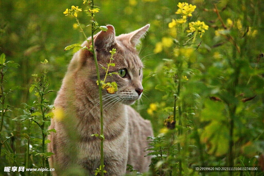 橘猫  