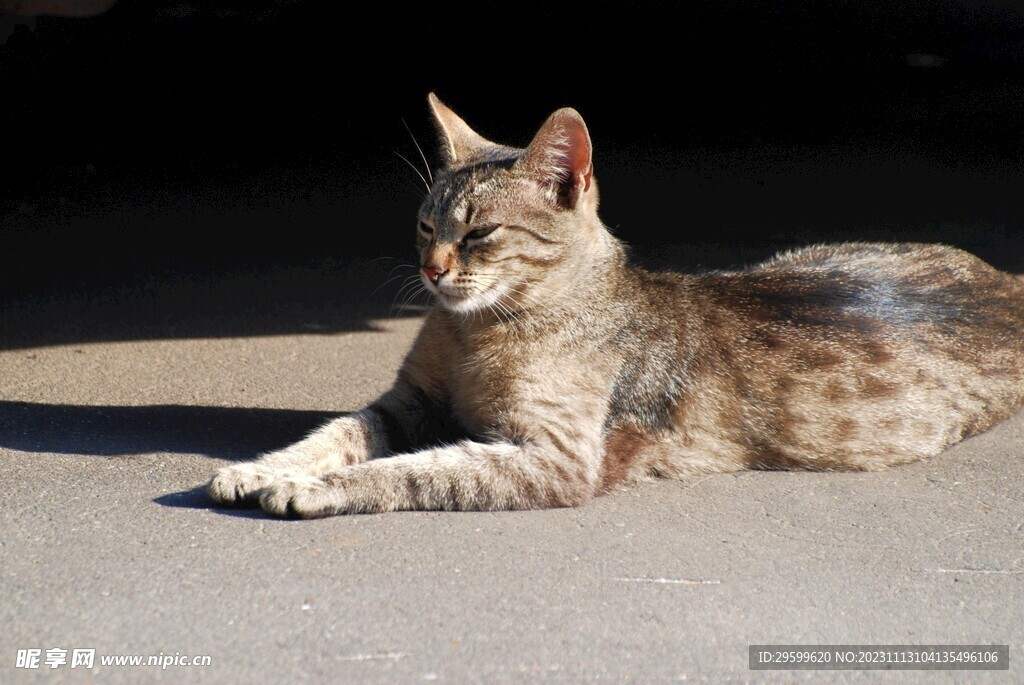 狸花猫 