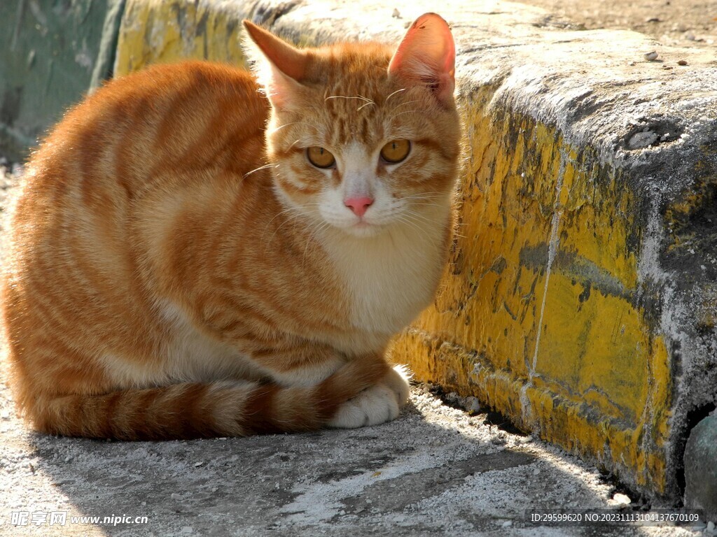 橘猫  