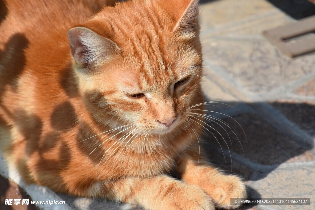 橘猫 