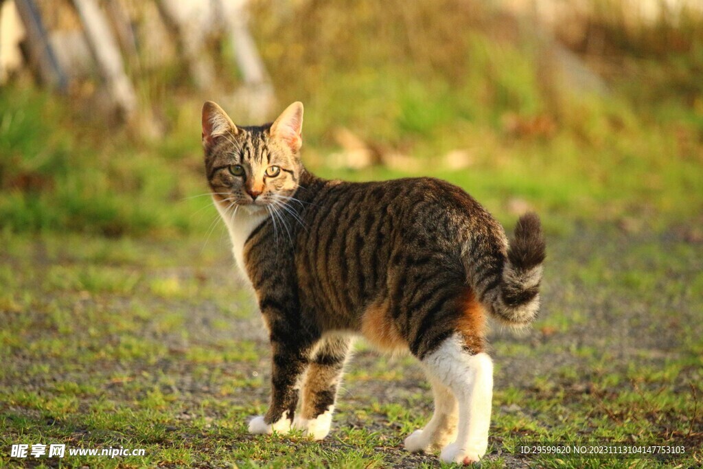 狸花猫 