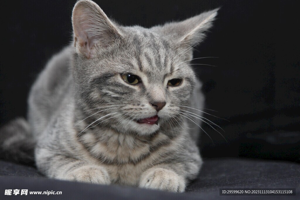 狸花猫 