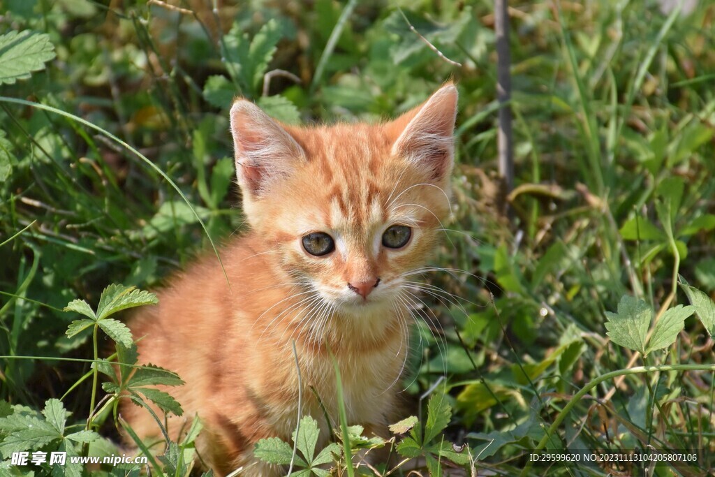 橘猫  
