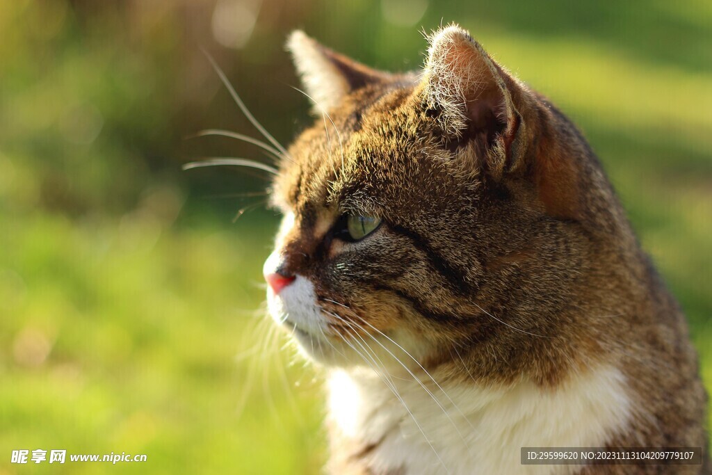 狸花猫  