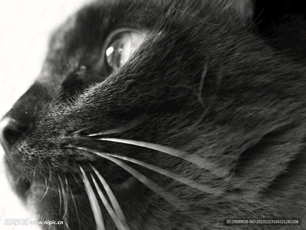 狸花猫  